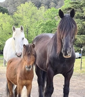 Fernhill Australia Arms | 3109 Great Western Hwy, Hartley NSW 2790, Australia | Phone: 0410 565 847