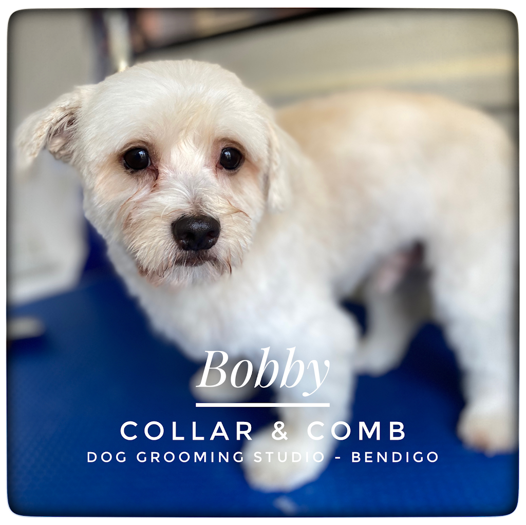 Collar & Comb Dog Grooming Studio | 8B Benjamin Ct, Bendigo VIC 3550, Australia | Phone: 0418 299 172