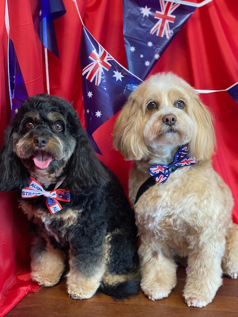 Annas Dog Grooming | 8 Chevrolet Pl, Ingleburn NSW 2565, Australia | Phone: 0412 564 412