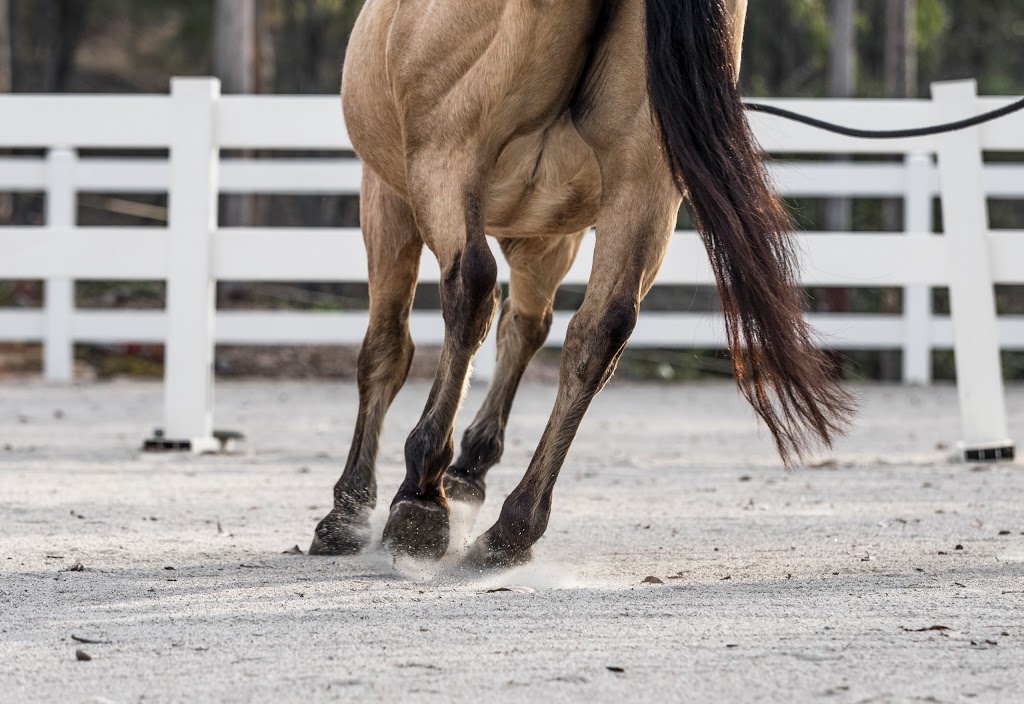 Gale Falcongreen Horsemanship & Equine Assisted Therapy | 926 Bunya Rd, Draper QLD 4520, Australia | Phone: 0411 264 060