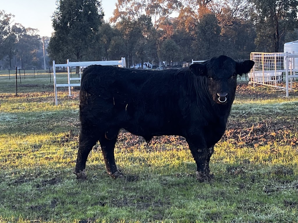 Willburs Run Lowline Stud | 1697 Arcadia Two Chain Rd, Miepoll VIC 3666, Australia | Phone: 0494 020 561