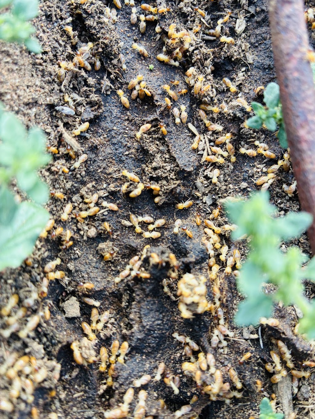 Borderline Pest Control | Victoria St, Deniliquin NSW 2710, Australia | Phone: 0448 104 521