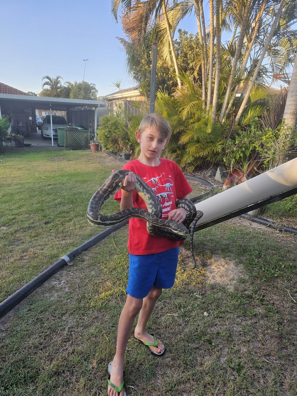 Harrisons Snake Catcher Logan | 312 Steele Rd, Logan Village QLD 4207, Australia | Phone: 0401 263 296 Harrisons Snake Catcher Logan | 312 Steele Rd, Logan Village QLD 4207, Australia | Phone: 0401 263 296