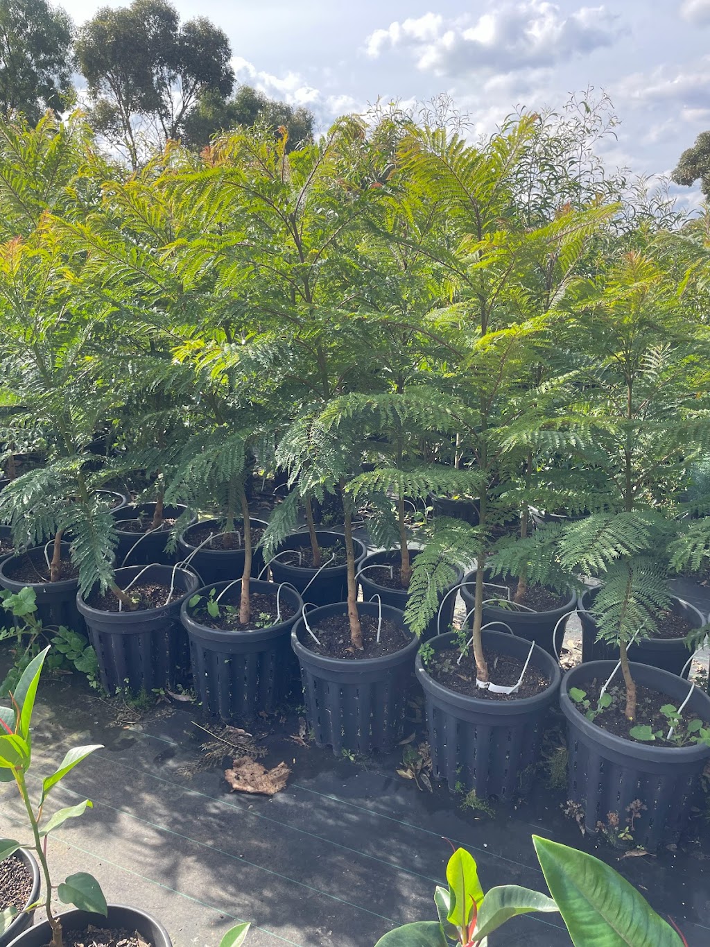 Remarkable Trees | 1385 Gisborne-Melton Rd, Toolern Vale VIC 3337, Australia | Phone: 0400 861 703