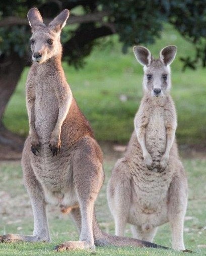 KANGA TOURS - KANGAROO SIGHTSEEING TOURS MELBOURNE | zoo | 25 Daly St, Gisborne VIC 3437, Australia | 0407361819 OR +61 407 361 819
