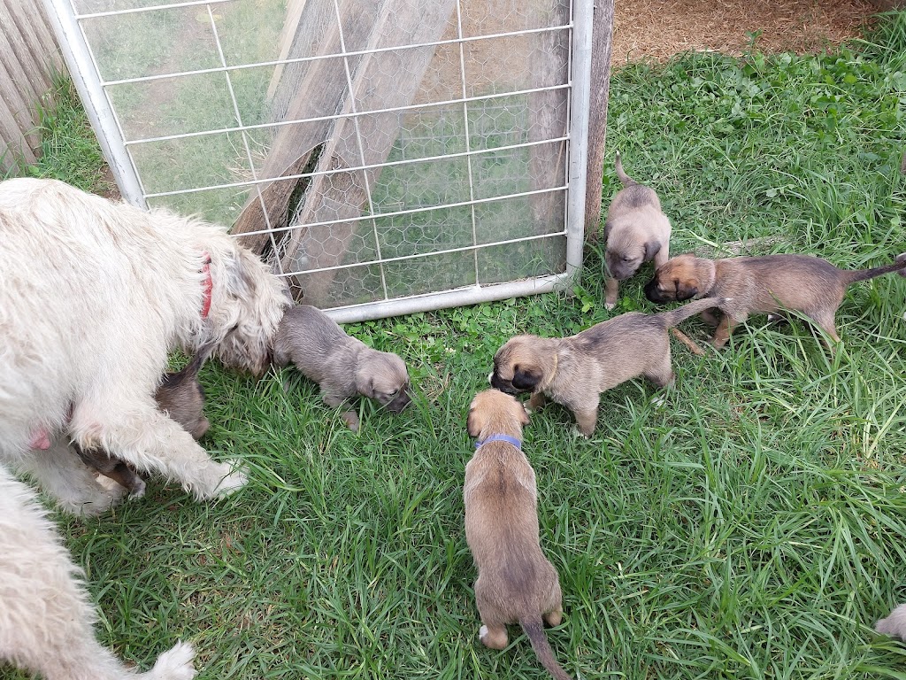 Narira Wolfhounds | 9914 Princes Hwy, Cobargo NSW 2550, Australia | Phone: 0449 902 999