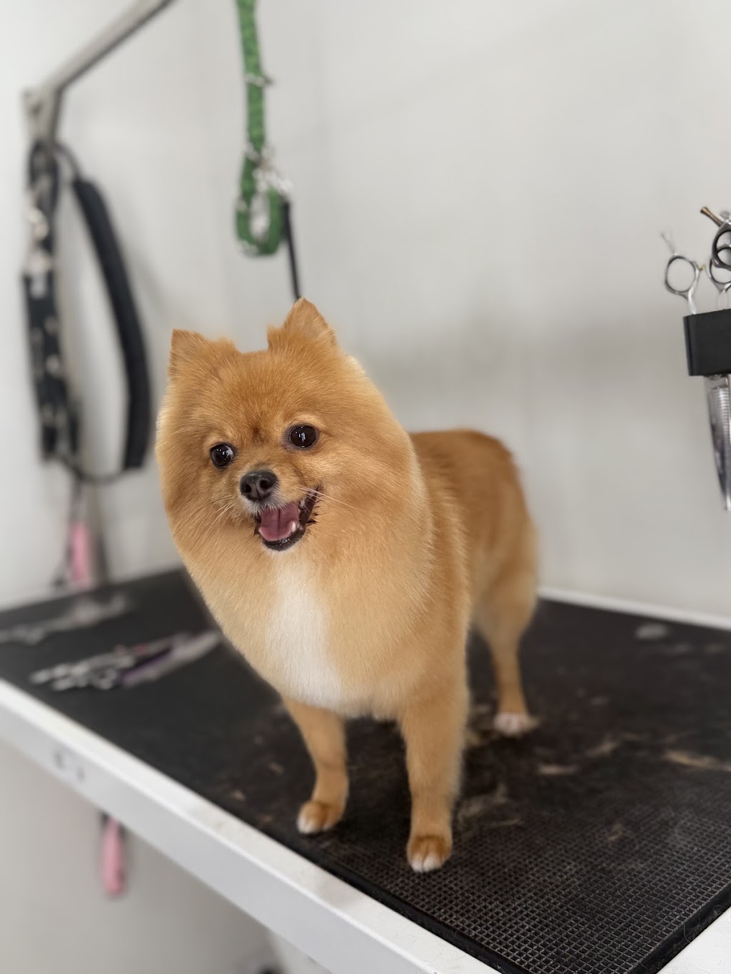 The Doggy Spa | 147 Farview Dr, Denham Court NSW 2565, Australia | Phone: 0406 764 591