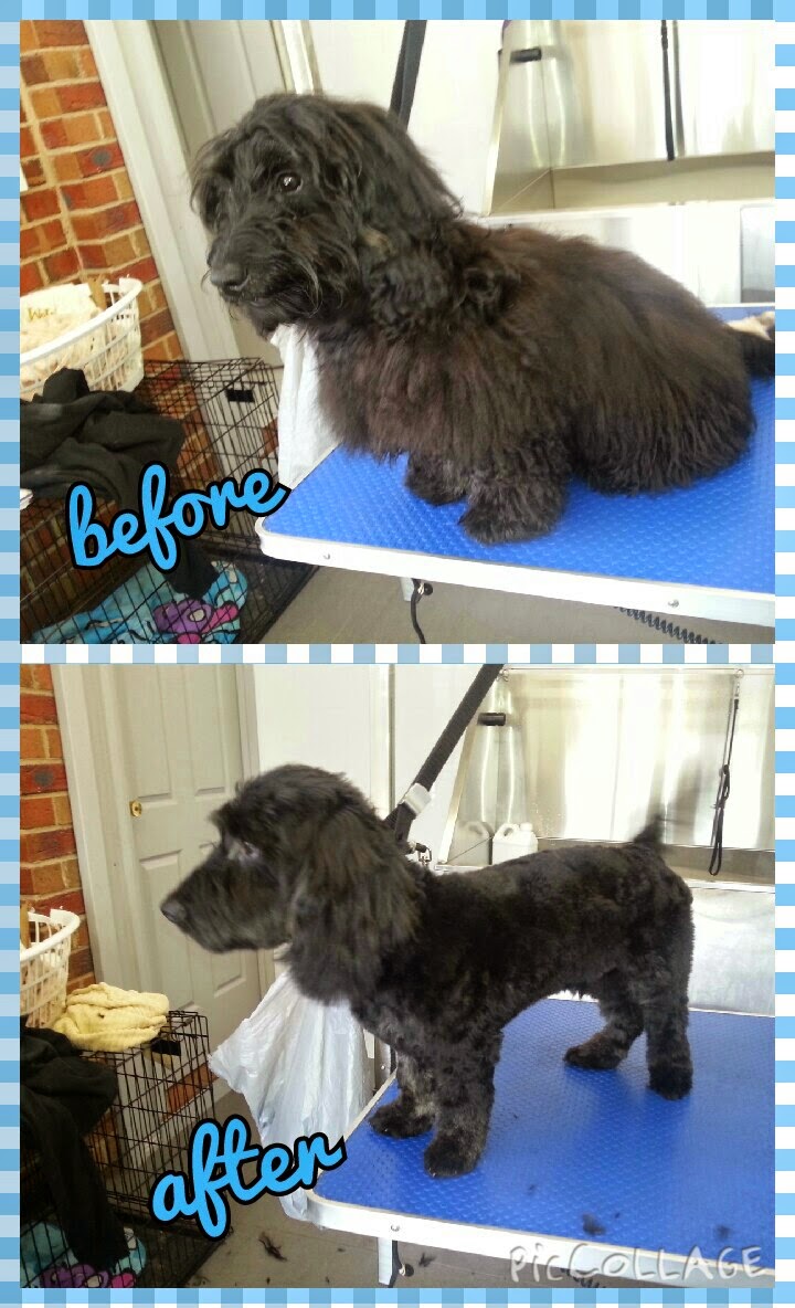 Peace, Love & Paw Prints Grooming Salon | 22 Jamie Ct, Pakenham VIC 3810, Australia | Phone: 0421 190 450