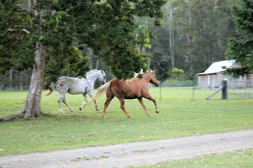 HorseAccord | health | 520 Cedar Creek Rd, Cedar Creek QLD 4207, Australia | 0411710780 OR +61 411 710 780