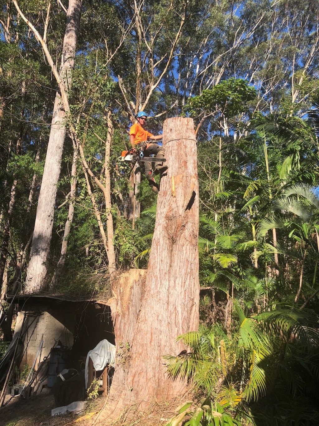 Hart Tree Services | 17 Golden Penda Pl, Mullumbimby NSW 2482, Australia | Phone: 0427 347 380