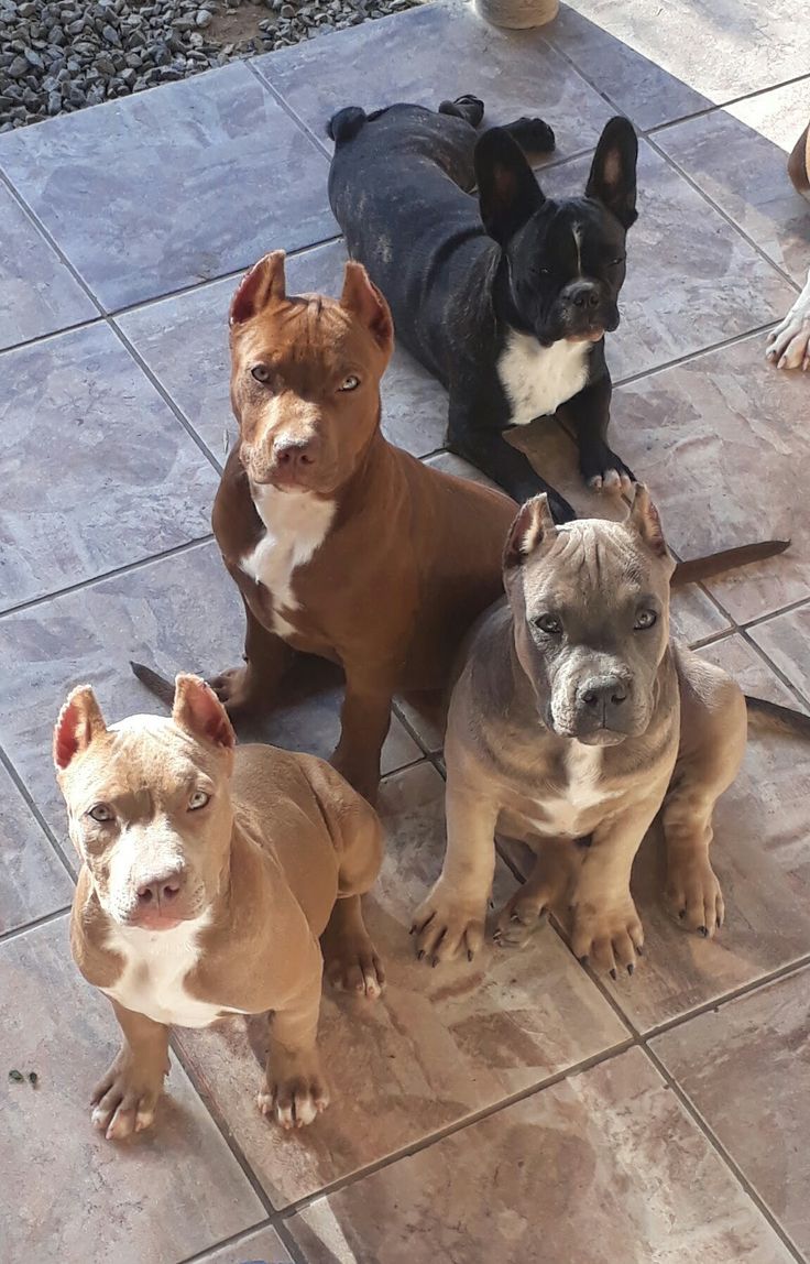 Staffy puppy for adoption | Great Ocean Rd, Lorne VIC 3232, Australia | Phone: 0468 134 315