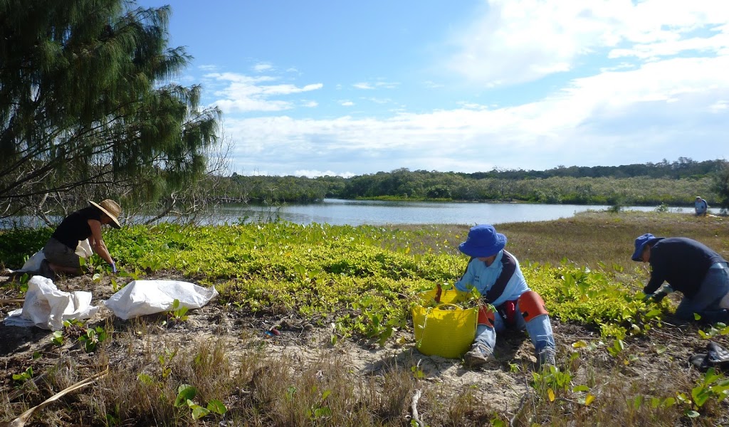 Noosa Integrated Catchment Assoc Inc (NICA) | 52 Doonella St, Tewantin QLD 4565, Australia | Phone: (07) 5449 9650