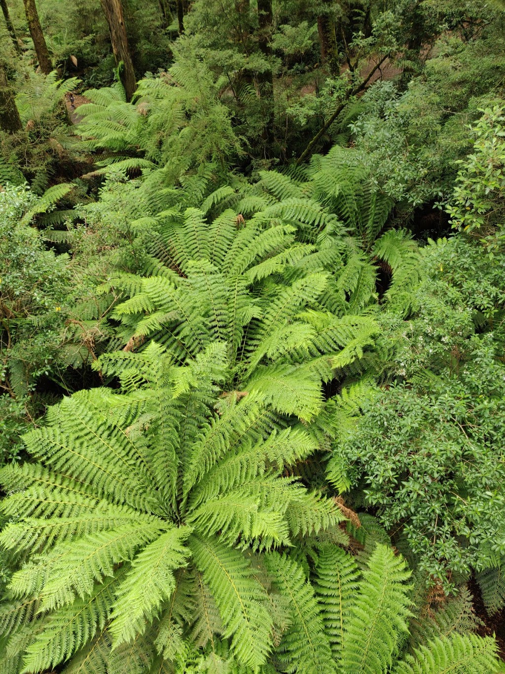 Otway Fly Treetop Adventures | 360 Phillips Track Beech Forest, Weeaproinah VIC 3237, Australia | Phone: (03) 5235 9200