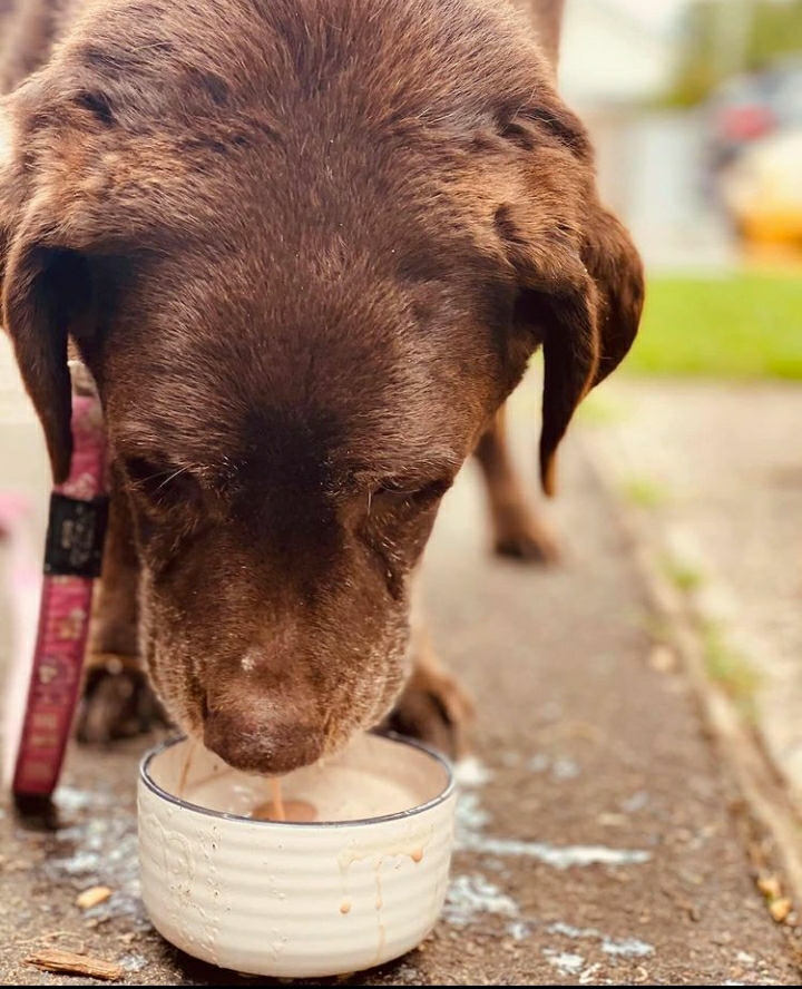 Kindred Spirits Dog Cafe | 287 Davistown Rd, Yattalunga NSW 2251, Australia | Phone: 0459 798 722 Kindred Spirits Dog Cafe | 287 Davistown Rd, Yattalunga NSW 2251, Australia | Phone: 0459 798 722