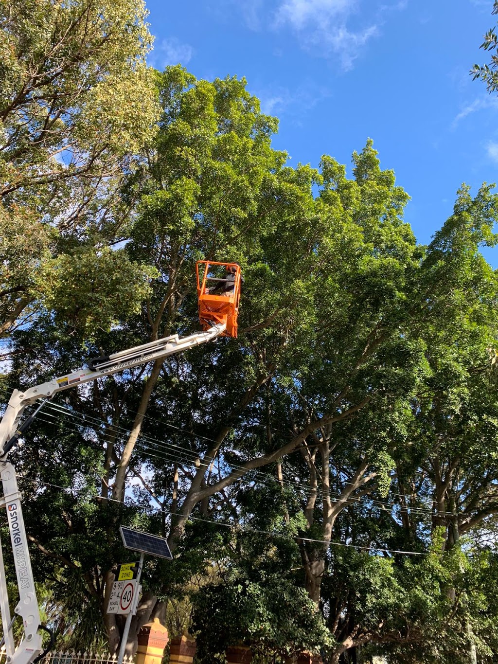 Tree Service Sydney | West, Auburn Rd, Yagoona NSW 2199, Australia | Phone: 0404 555 216