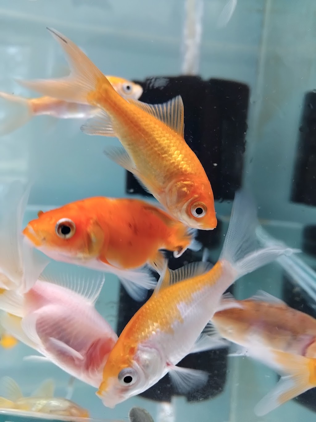 VITALIZE AQUATICS | 59 Queen St, Gloucester NSW 2422, Australia | Phone: 0413 403 423