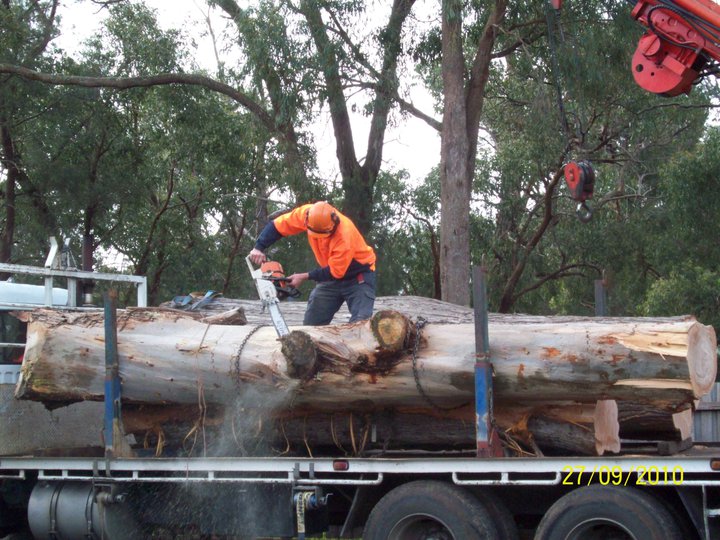 Tree Removal Service Tyabb Hastings Area | 31 The Crescent, Tyabb VIC 3913, Australia | Phone: (03) 5976 3114