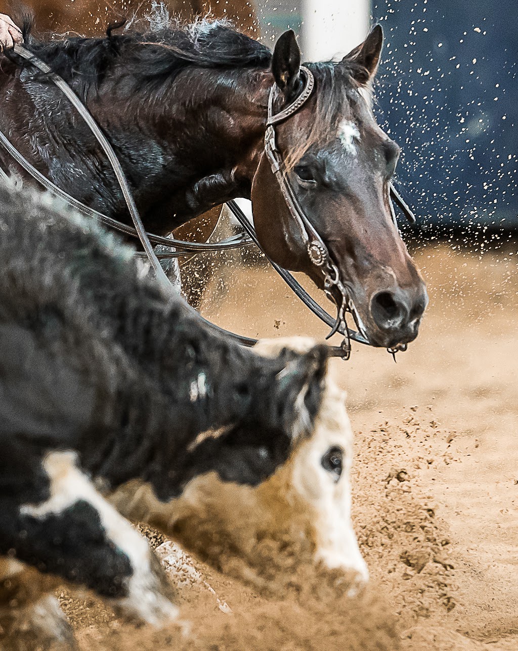 National Cutting Horse Association | 15 Goonan St, Tamworth NSW 2340, Australia | Phone: (02) 6765 9356