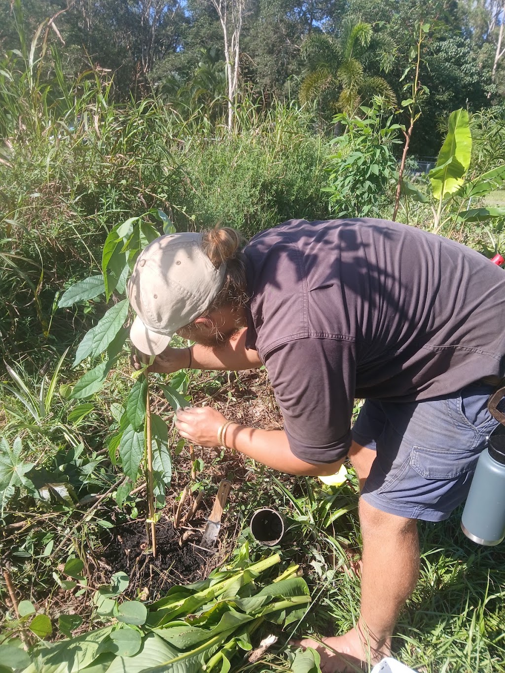 Sustainable Gardens Sunshine Coast | 14 Mango Vale Ct, Diddillibah QLD 4559, Australia | Phone: 0477 422 869