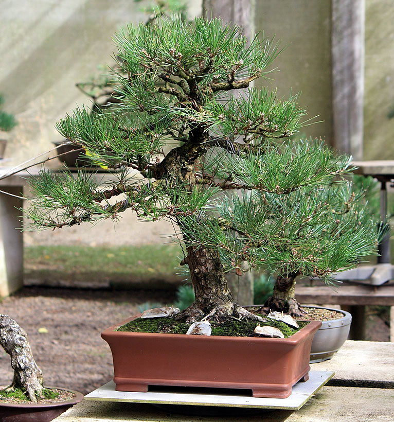 Sakura Bonsai Gallery - Dorrigo | tourist attraction | 589 Old Coast Rd, North Dorrigo NSW 2453, Australia | 0417655247 OR +61 417 655 247