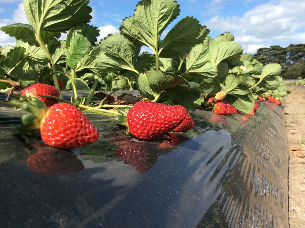 Surf Coast Strawberry Fields | store | 2 McCanns Road, Surf Coast Hwy, Mount Duneed VIC 3217, Australia