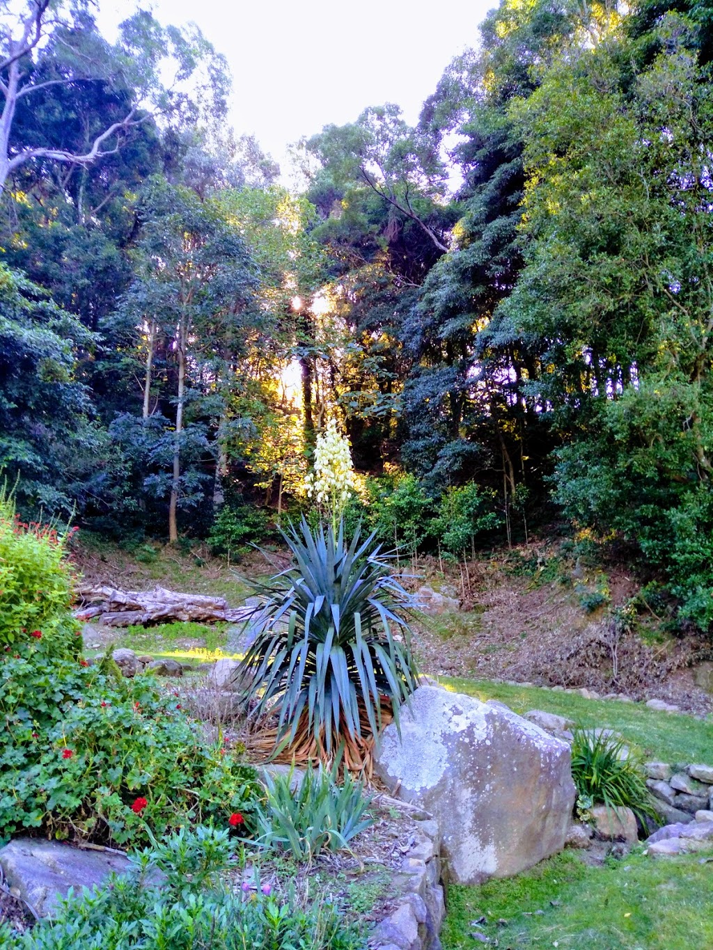 Illawarra Rhododendron Gardens | Parrish Ave, Mount Pleasant NSW 2519, Australia | Phone: 0490 069 360
