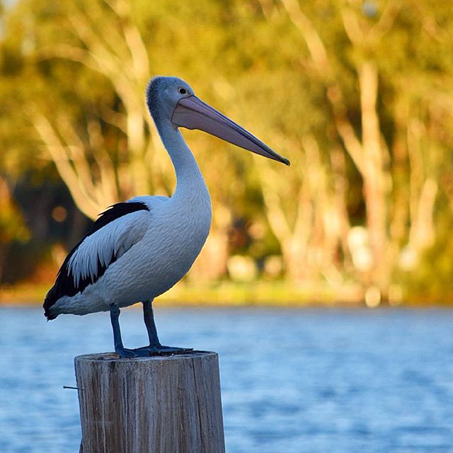 Mannum Visitor Information Centre | 6 Randell St, Mannum SA 5238, Australia | Phone: 1300 626 686