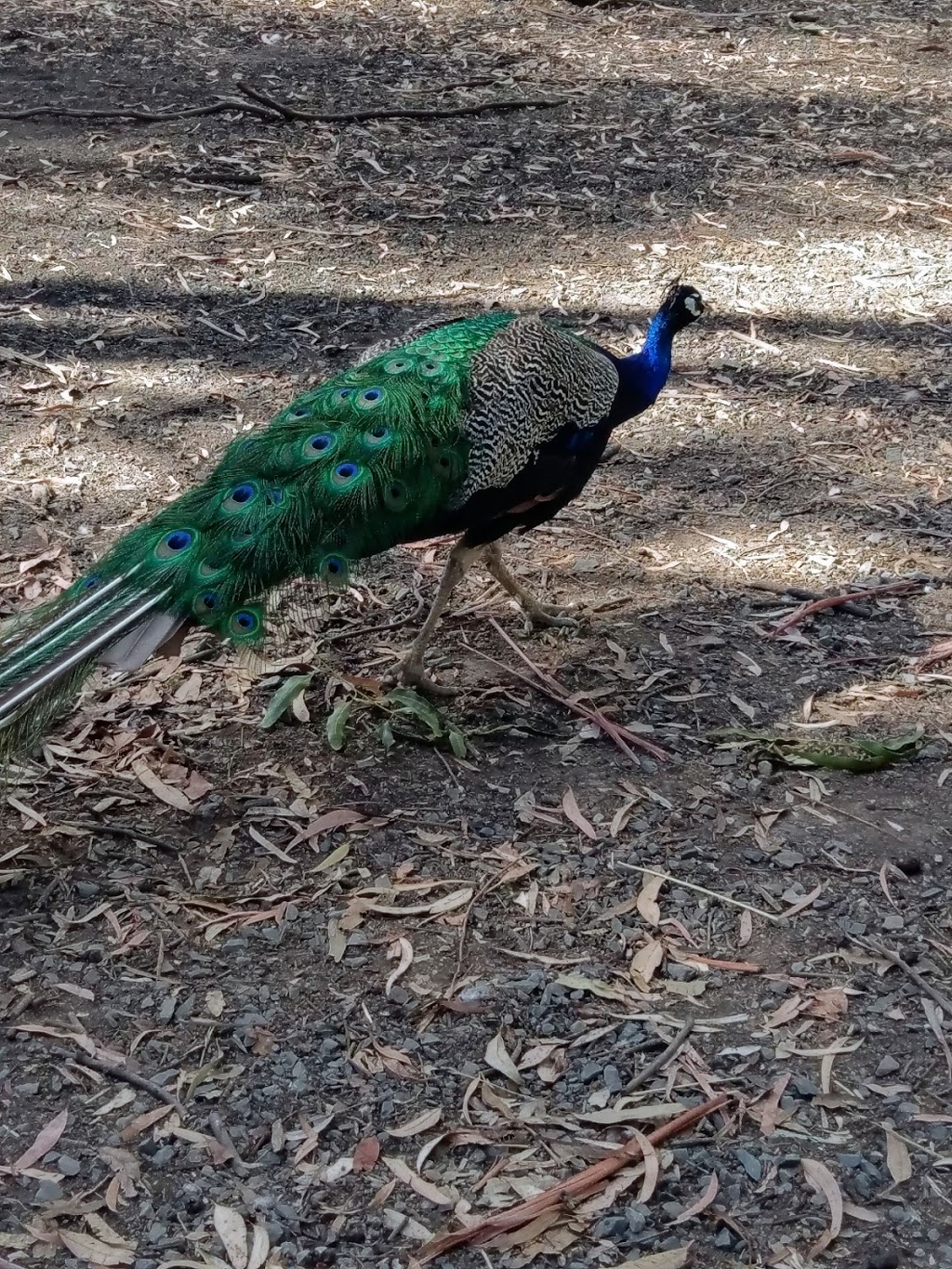Wildlife Park | zoo | 452 Torrens Valley Rd, Gumeracha SA 5233, Australia