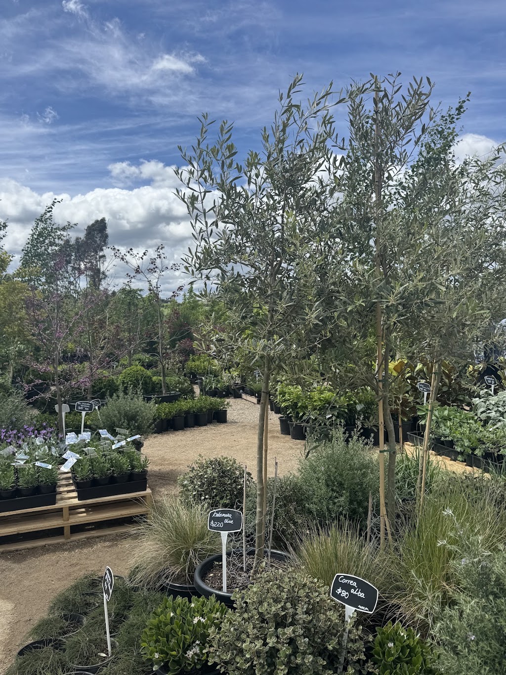 Botanic Nursery | 5 Lower Homestead Rd, Wonga Park VIC 3115, Australia | Phone: 0439 445 028