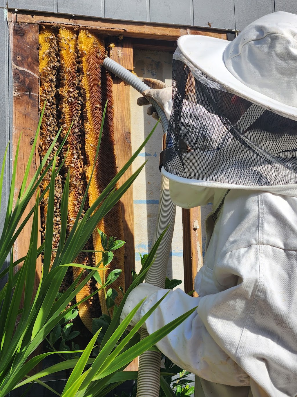 BeesFriend | 16 Shute Ave, Berwick VIC 3806, Australia | Phone: 0423 256 231