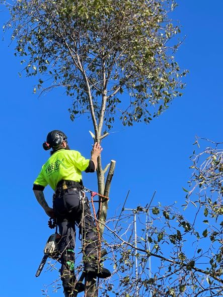 TreeX Tree Service | 167 S Gippsland Hwy, Leongatha VIC 3953, Australia | Phone: 0493 425 800