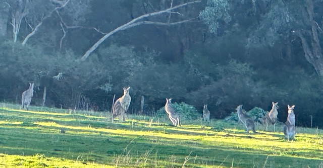 Brigadoon farm Stays | 1616 Bara Rd, Botobolar NSW 2850, Australia | Phone: 0433 828 505