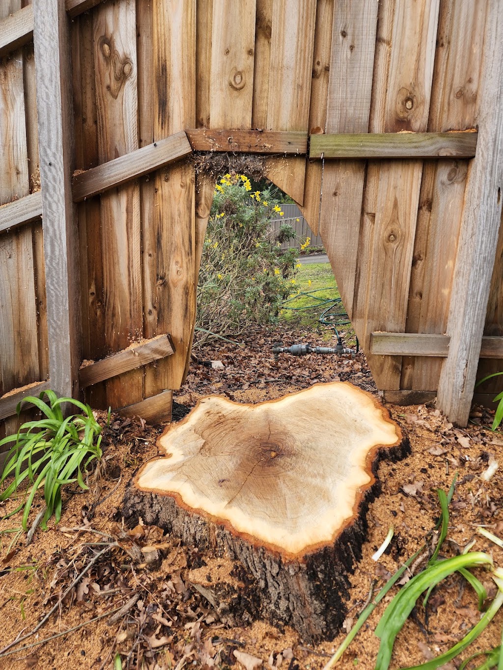 Removastump | 3 Harnett St, Boronia VIC 3155, Australia | Phone: 0425 736 571