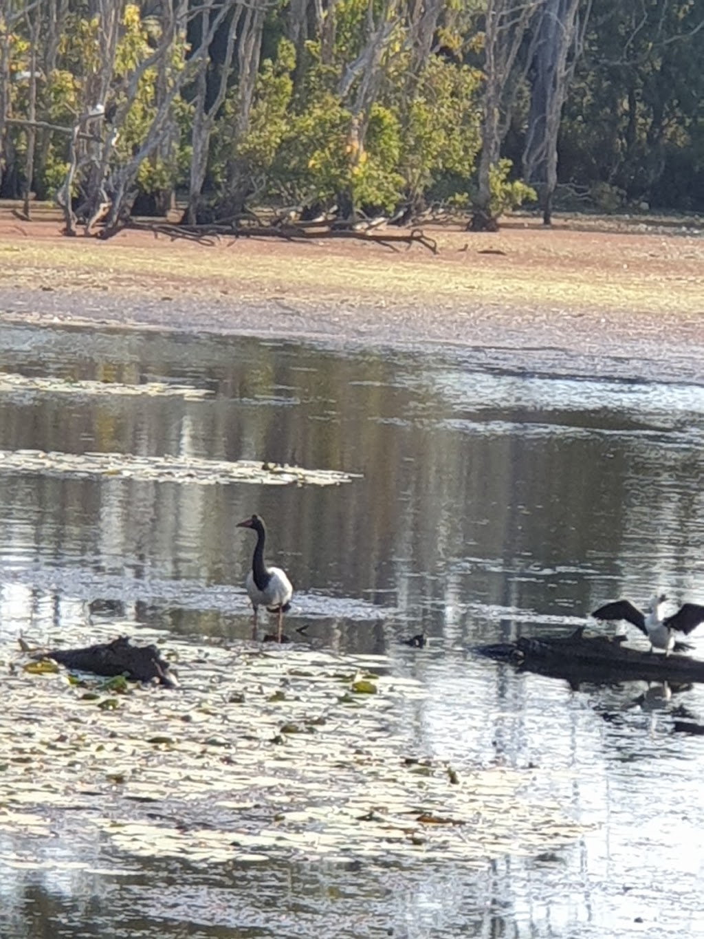 Sandy Camp Road Wetlands Reserve | park | Sandy Camp Rd, Wynnum West QLD 4178, Australia