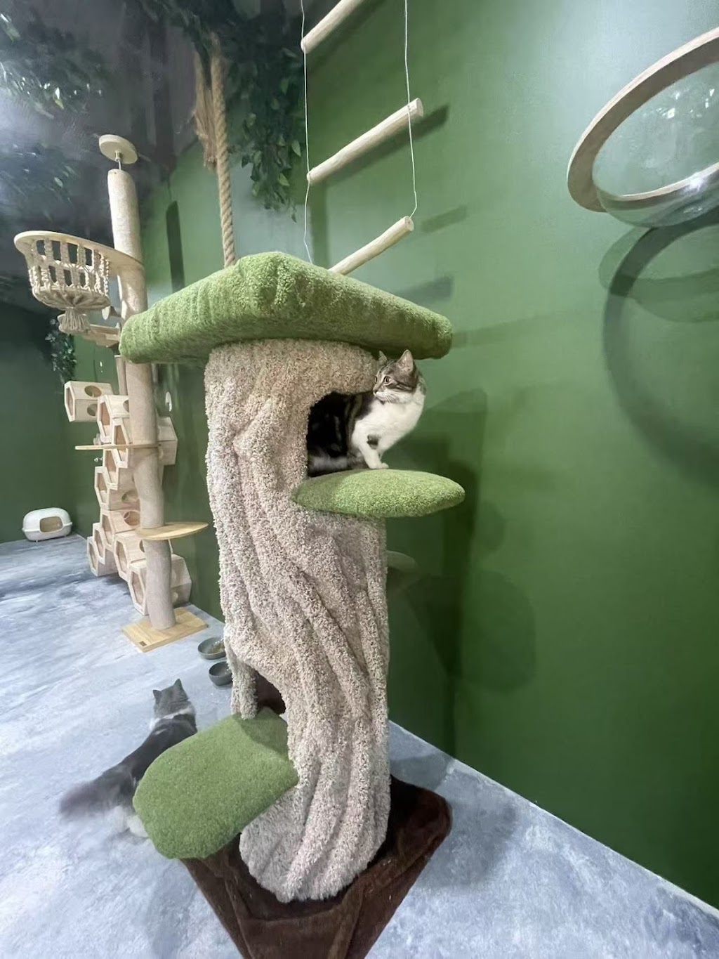 FluffyMW Cattery Boarding | Glenidol Rd, Oakville NSW 2765, Australia | Phone: 0499 142 889