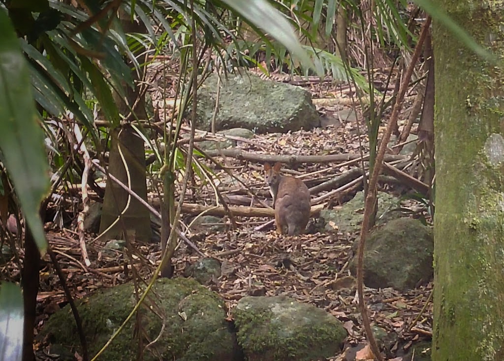 Palm Grove Forest | park | 25 Palm Grove Ave, Tamborine Mountain QLD 4272, Australia