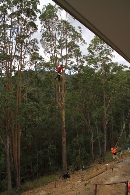 DAnoia Tree Services and Landcare | Acacia Ct, Beechmont QLD 4211, Australia | Phone: 0419 932 711