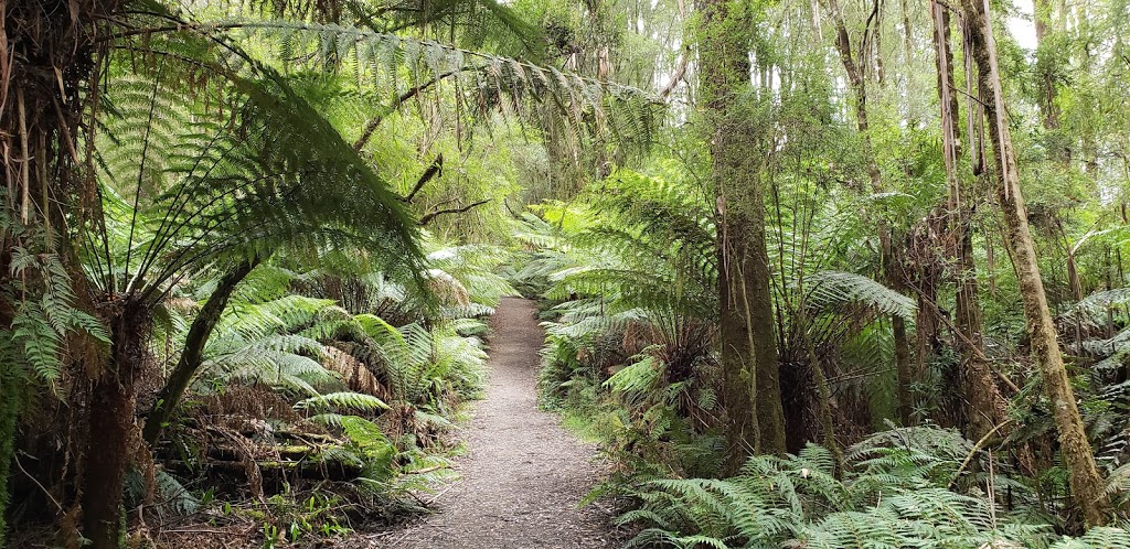 Beauchamp falls campsite | campground | Beauchamp Falls Walking Track, Beech Forest VIC 3237, Australia