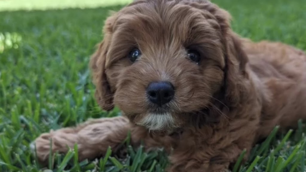 Cuddle a Cavoodle | Northern Rivers, Kyogle NSW 2474, Australia | Phone: 0450 208 420