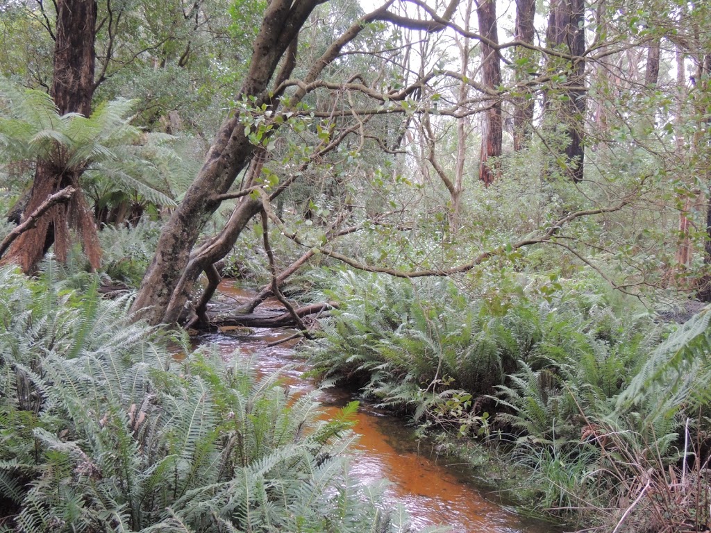 Lilly Pilly Gully Boardwalk | park | Lilly Pilly Gully Nature Walk, Wilsons Promontory VIC 3960, Australia