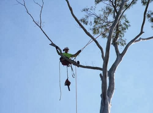 T4 Tree Services | 61 Spicer St, Beaumaris VIC 3193, Australia | Phone: 1300 611 638