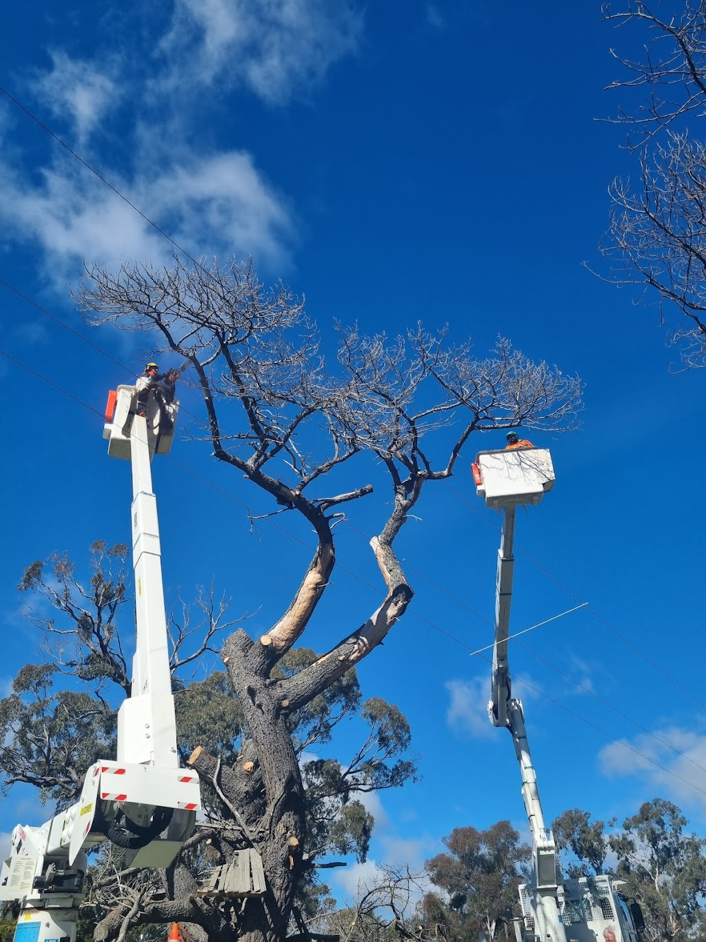 Climate tree services | 39a Chettle Ln, Gundary NSW 2580, Australia | Phone: 0422 592 236