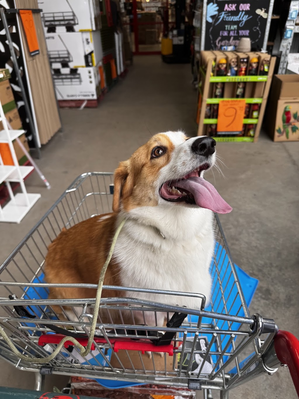 Coastal Canine Connection | 141 Hiawatha Rd, Woongarrah NSW 2259, Australia | Phone: 0452 573 647