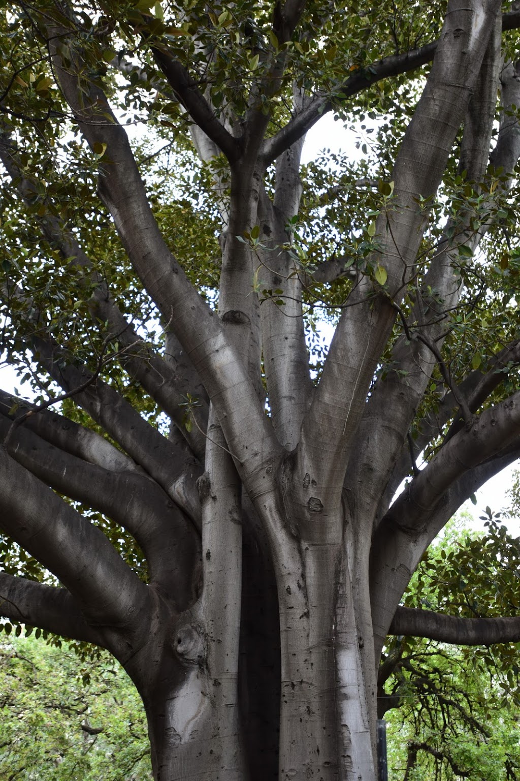 Moreton Bay Fig Tree | park | Carlton VIC 3053, Australia