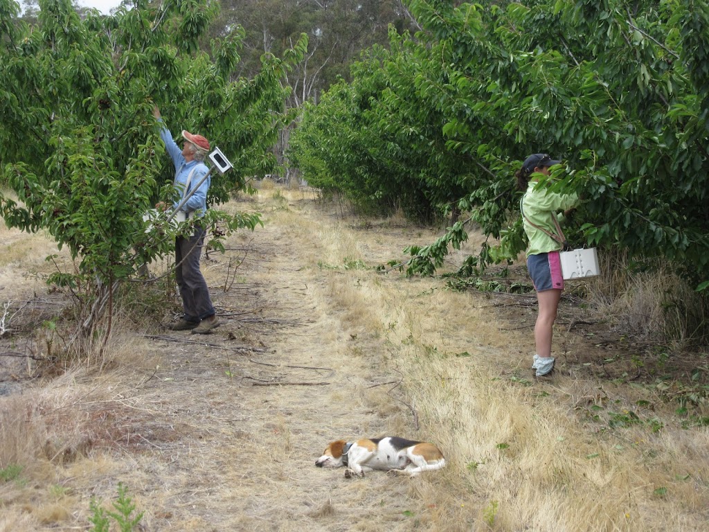 Tasmania Cherries | 503 Brown Mountain Rd, Campania TAS 7026, Australia | Phone: 0418 104 285
