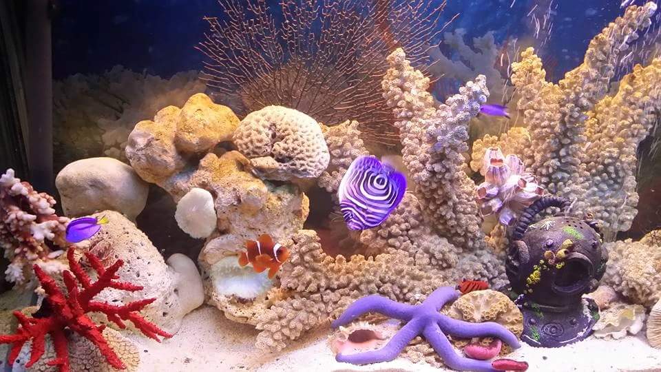 Fish Haven Australias Largest Fish & Aquarium Centre | pet store | 3 Newfield Rd, Para Hills West SA 5096, Australia | 0883591311 OR +61 8 8359 1311