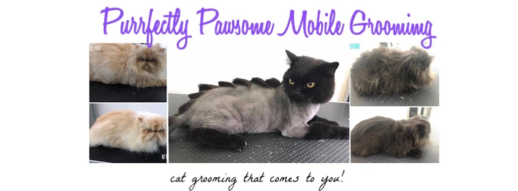 Purrfectly Pawsome Mobile Cat & Small Dog Grooming | 6 Wolfe St, River Heads QLD 4655, Australia | Phone: 0484 570 466