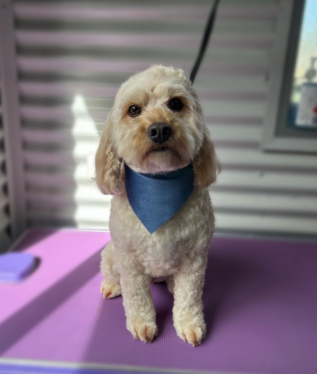 Murphy and Me Dog Grooming | 7 Bell St, Seville VIC 3139, Australia | Phone: 0424 012 033