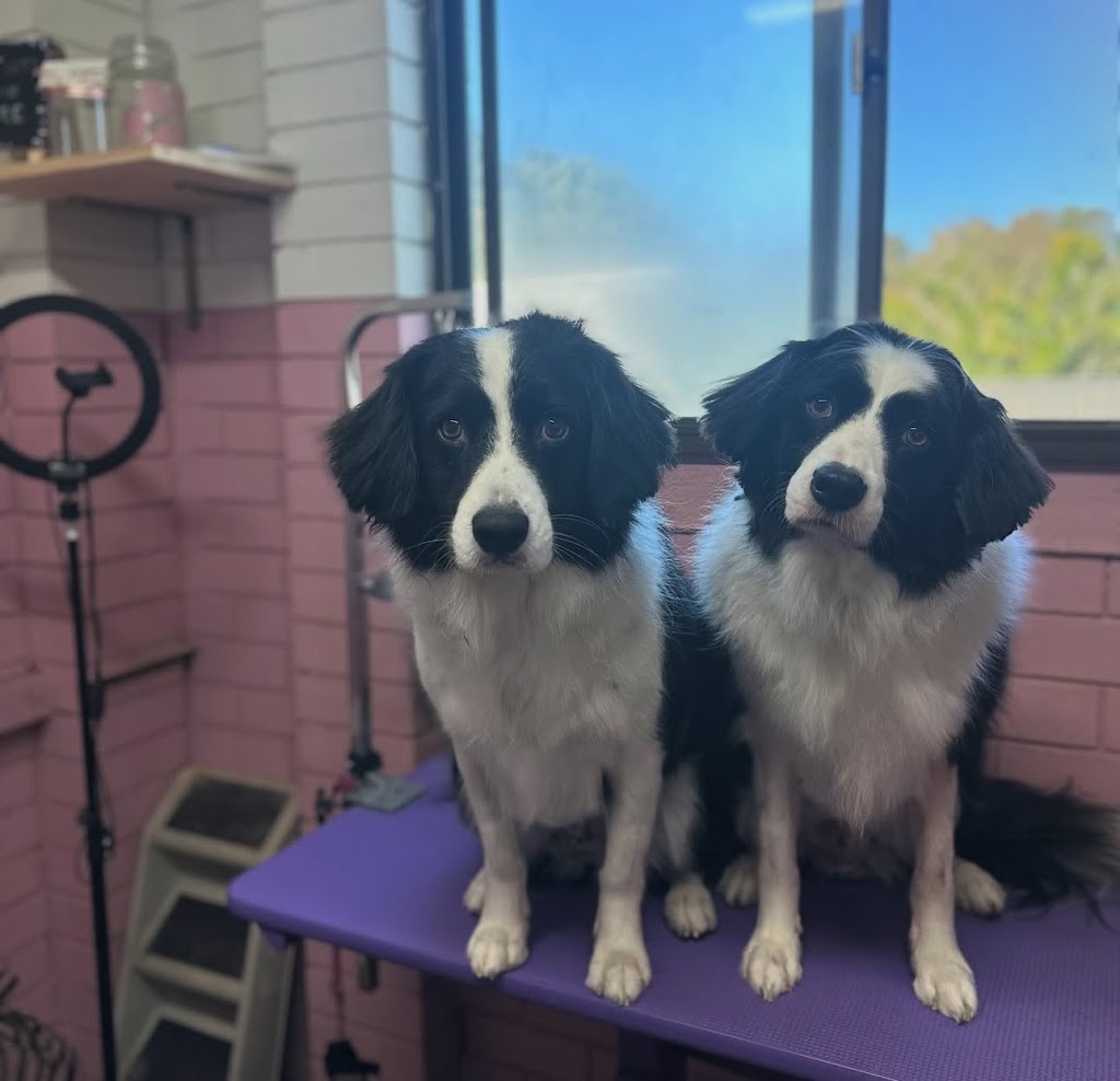 Groovy Grooms Kyogle | 30 Pratt St, Geneva NSW 2474, Australia | Phone: 0438 409 706