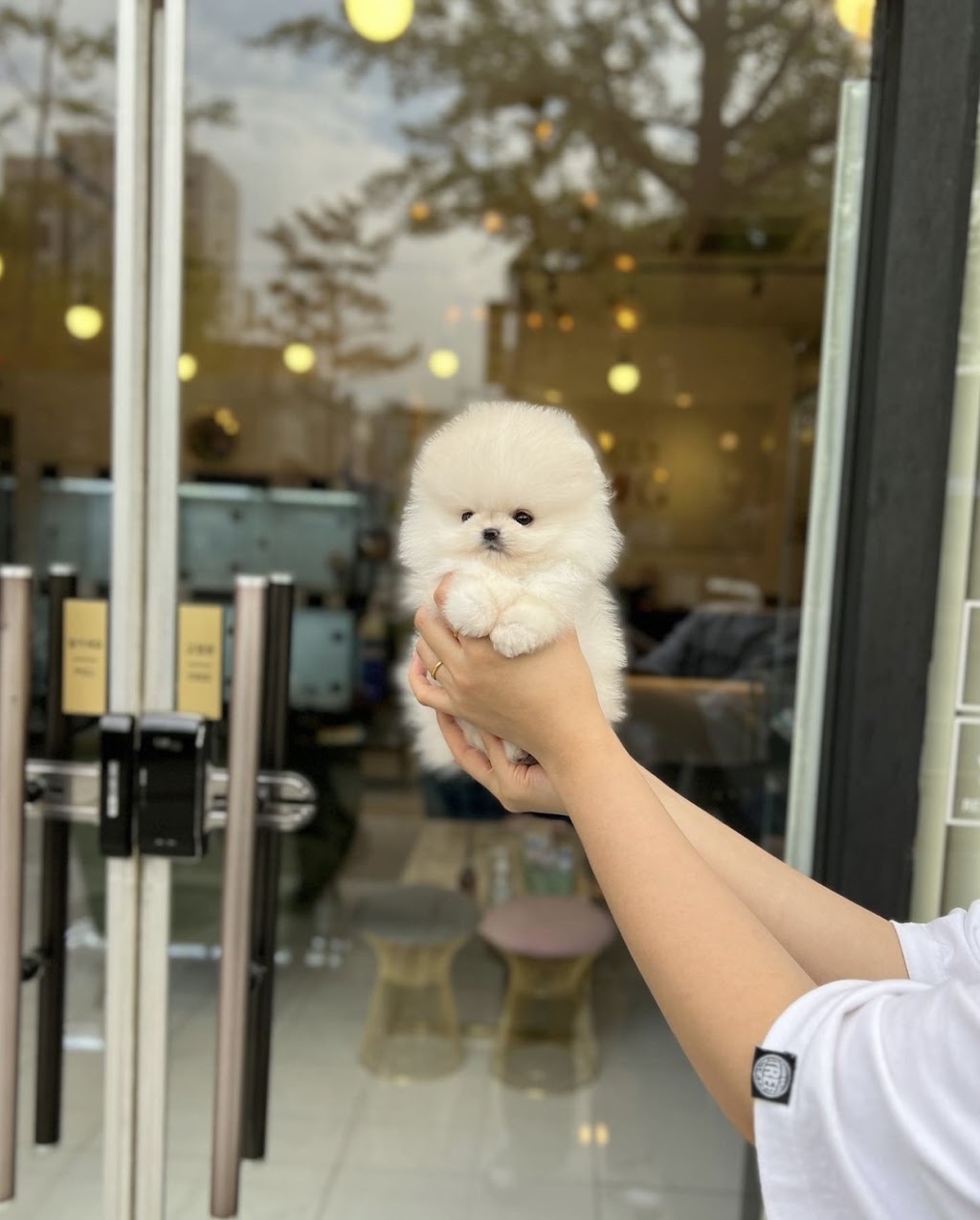 Toys and teacup yorkies for sale | 187 Windsor St, Woodford QLD 4514, Australia | Phone: (02) 7908 4282